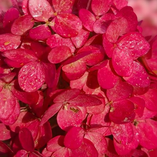 Гортензия метельчатая Меджикал Маунт Фуджи